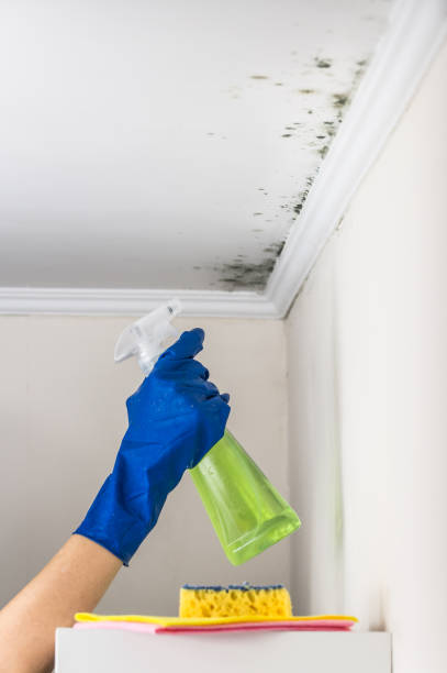 Professional Mold Remediation in Glastonbury Center, CT