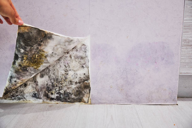 Best Post-Flood Mold Remediation in Glastonbury Center, CT